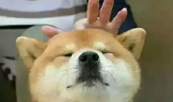 屌注孤是什么梗？